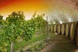 vignes_et_caves